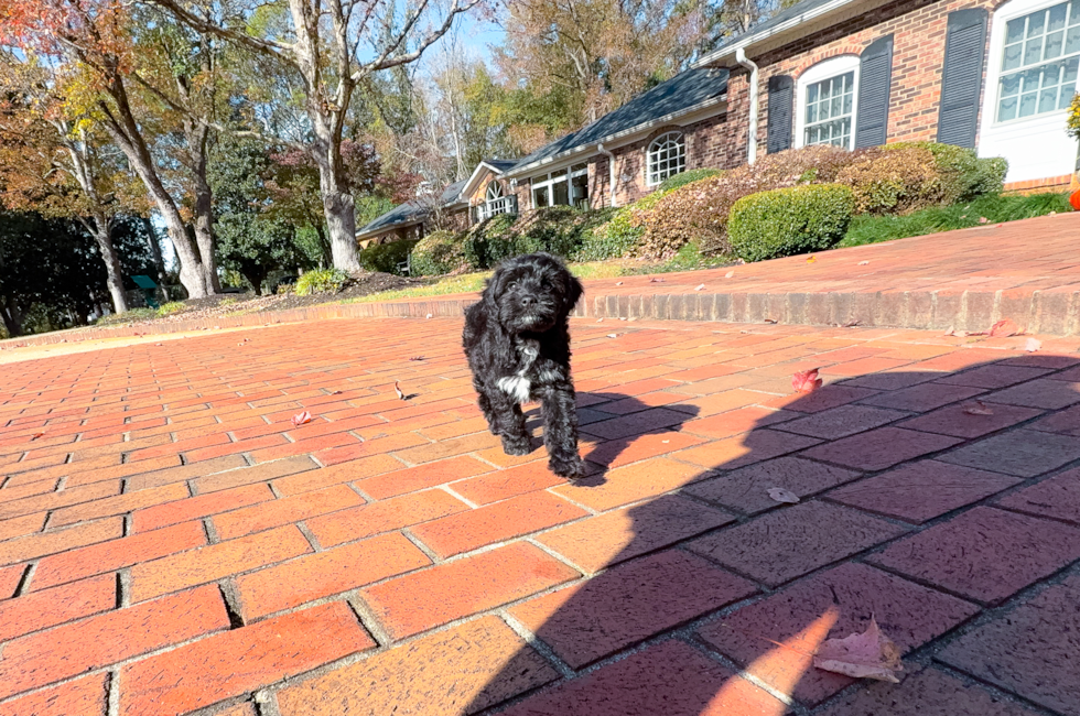 9 week old Mini Aussiedoodle Puppy For Sale - Simply Southern Pups
