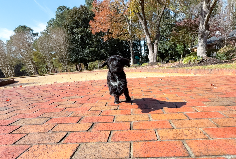 Mini Aussiedoodle Puppy for Adoption