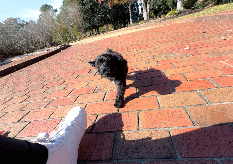 Best Mini Aussiedoodle Baby