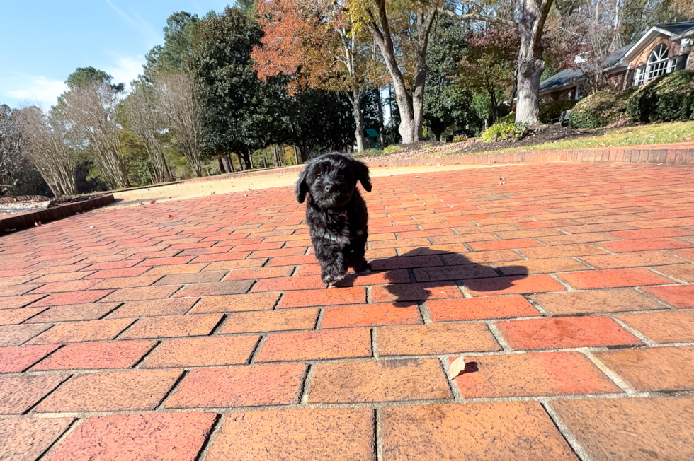 Cute Mini Aussiepoodle Poodle Mix Puppy