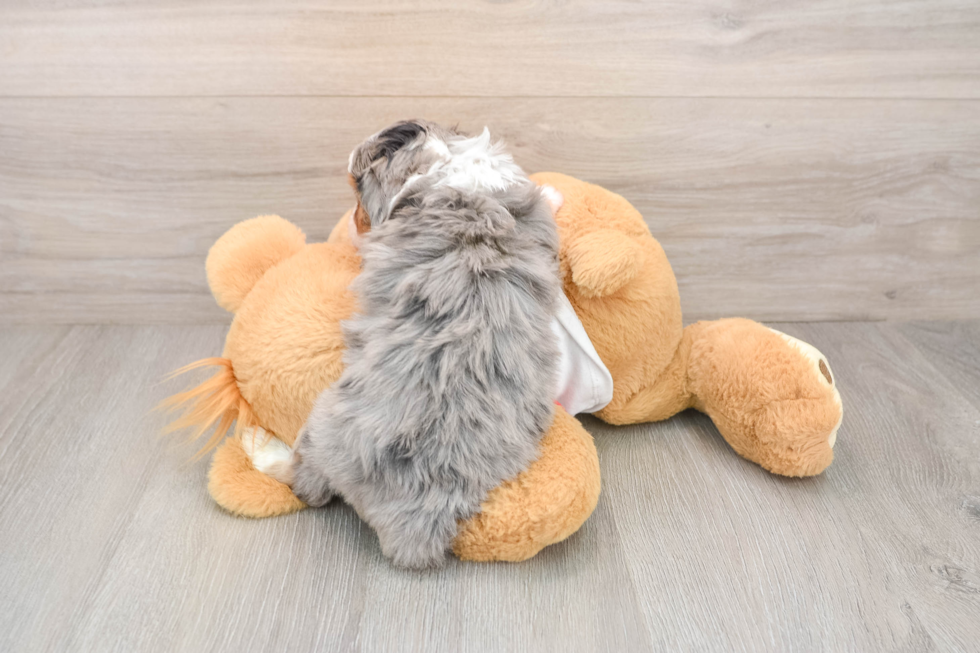 Popular Mini Aussiedoodle Poodle Mix Pup