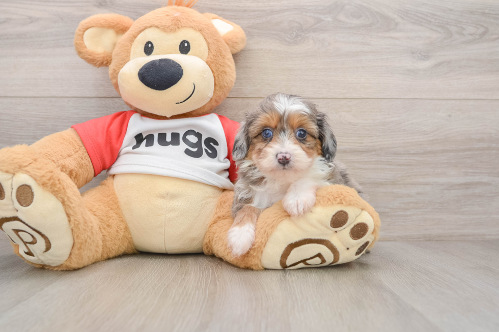 Smart Mini Aussiedoodle Poodle Mix Pup