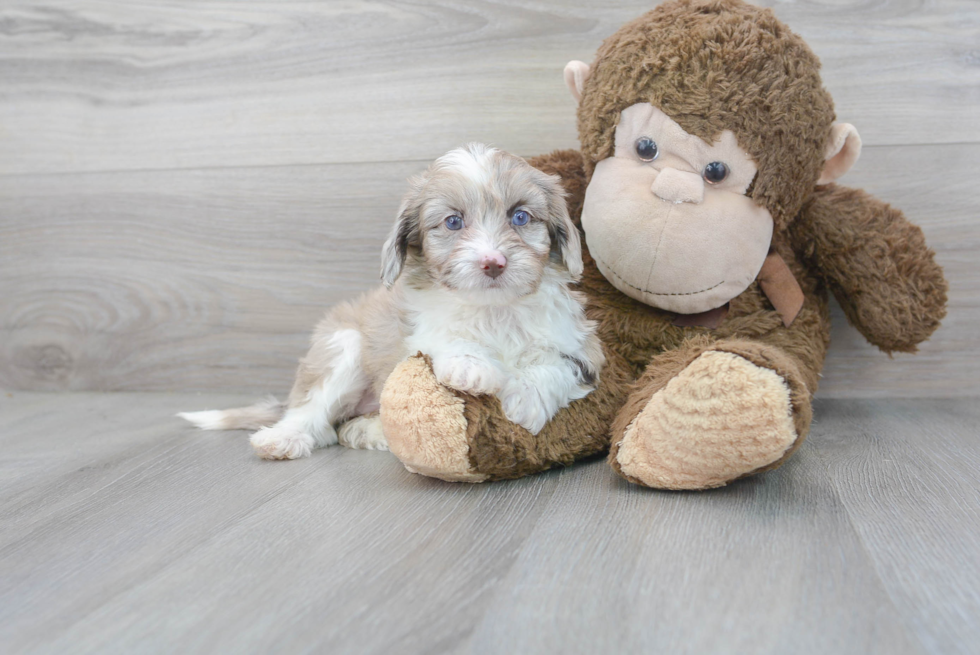 Mini Aussiedoodle Puppy for Adoption