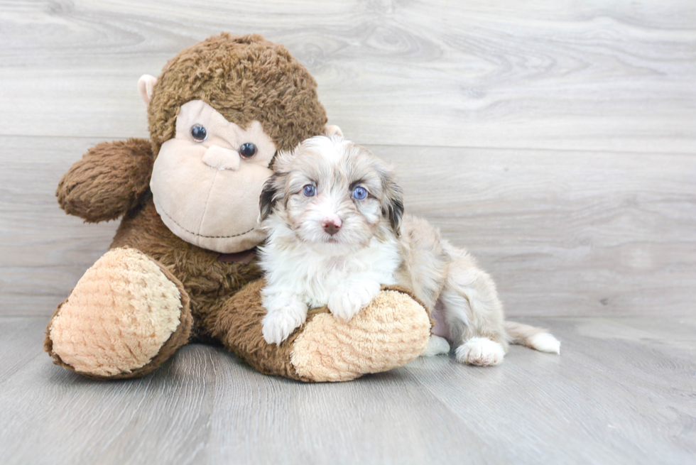Mini Aussiedoodle Pup Being Cute