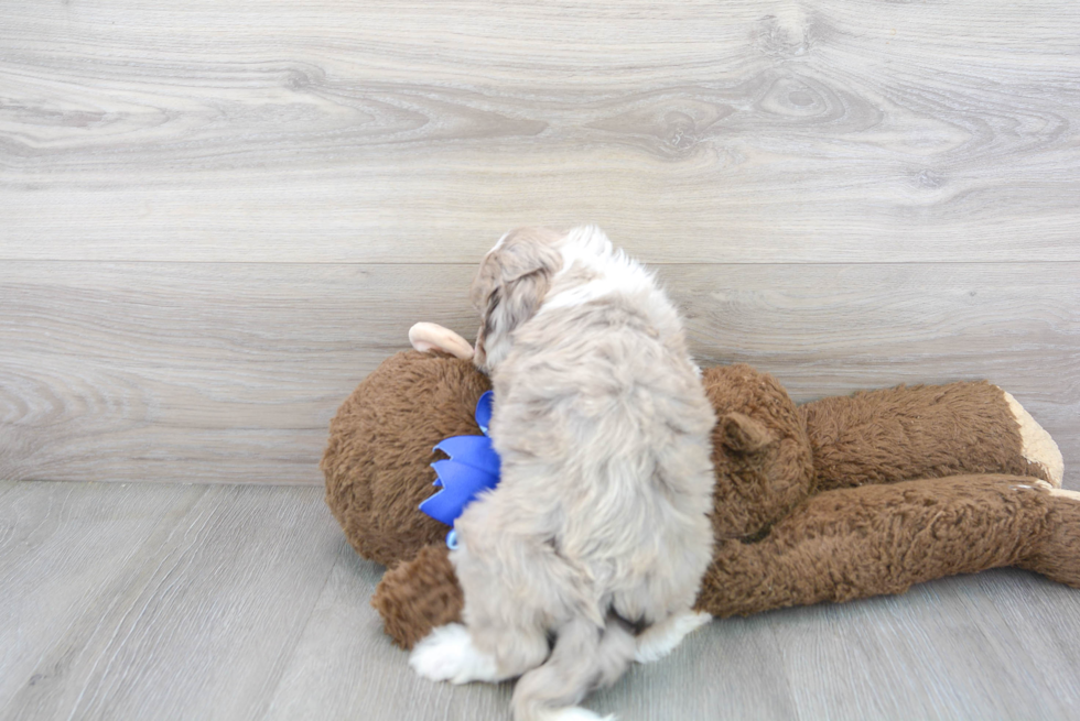 Cute Mini Aussiedoodle Baby