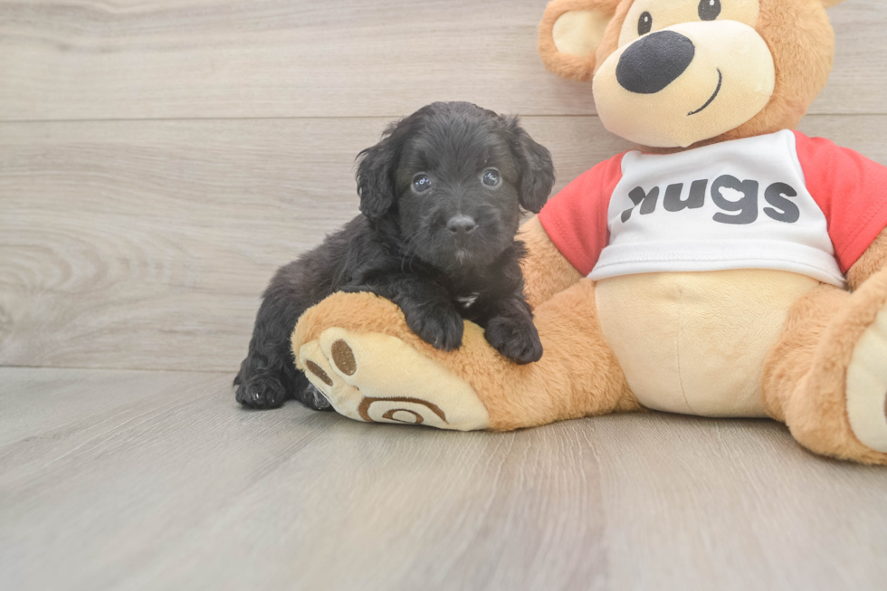 Cute Mini Aussiedoodle Baby