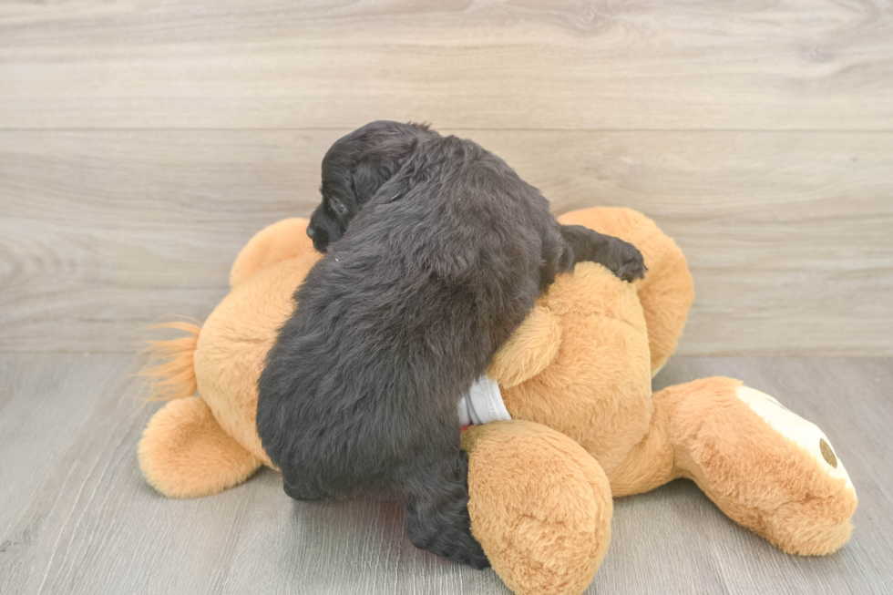 Adorable Mini Australian Shepherd X Poodle Mix Poodle Mix Puppy