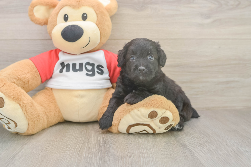 Mini Aussiedoodle Pup Being Cute