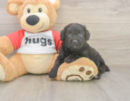6 week old Mini Aussiedoodle Puppy For Sale - Simply Southern Pups 6 week old Mini Aussiedoodle Puppy For Sale - Simply Southern Pups