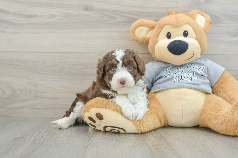 6 week old Mini Aussiedoodle Puppy For Sale - Simply Southern Pups