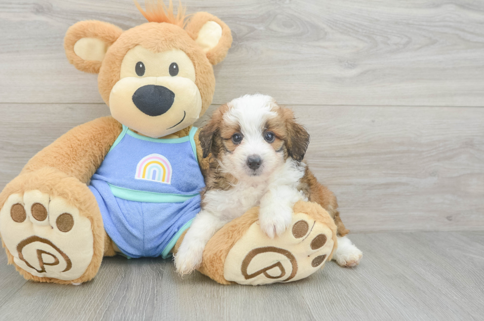 5 week old Mini Aussiedoodle Puppy For Sale - Simply Southern Pups