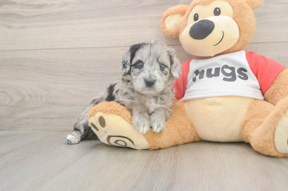 5 week old Mini Aussiedoodle Puppy For Sale - Simply Southern Pups