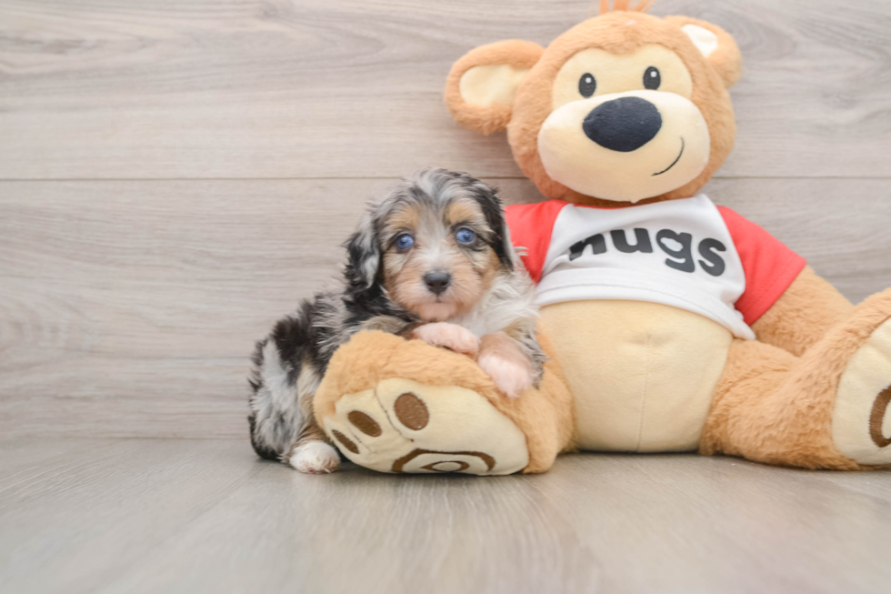 Little Mini Aussiepoo Poodle Mix Puppy
