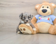 7 week old Mini Aussiedoodle Puppy For Sale - Simply Southern Pups