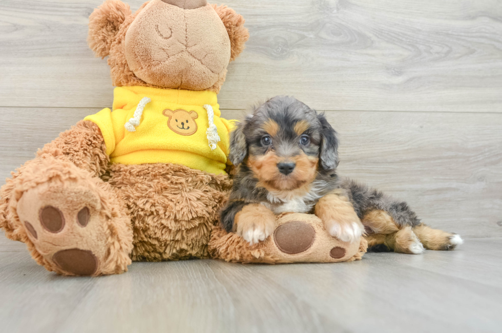 6 week old Mini Aussiedoodle Puppy For Sale - Simply Southern Pups