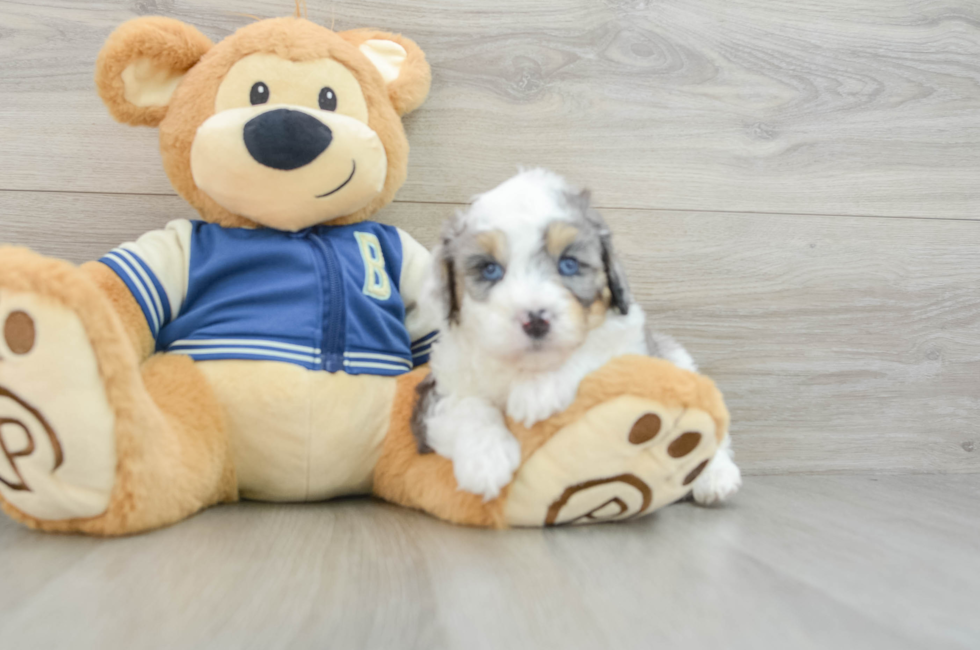 5 week old Mini Aussiedoodle Puppy For Sale - Simply Southern Pups