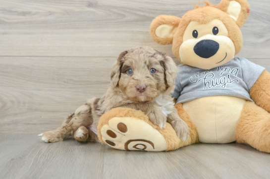 Happy Mini Aussiedoodle Baby