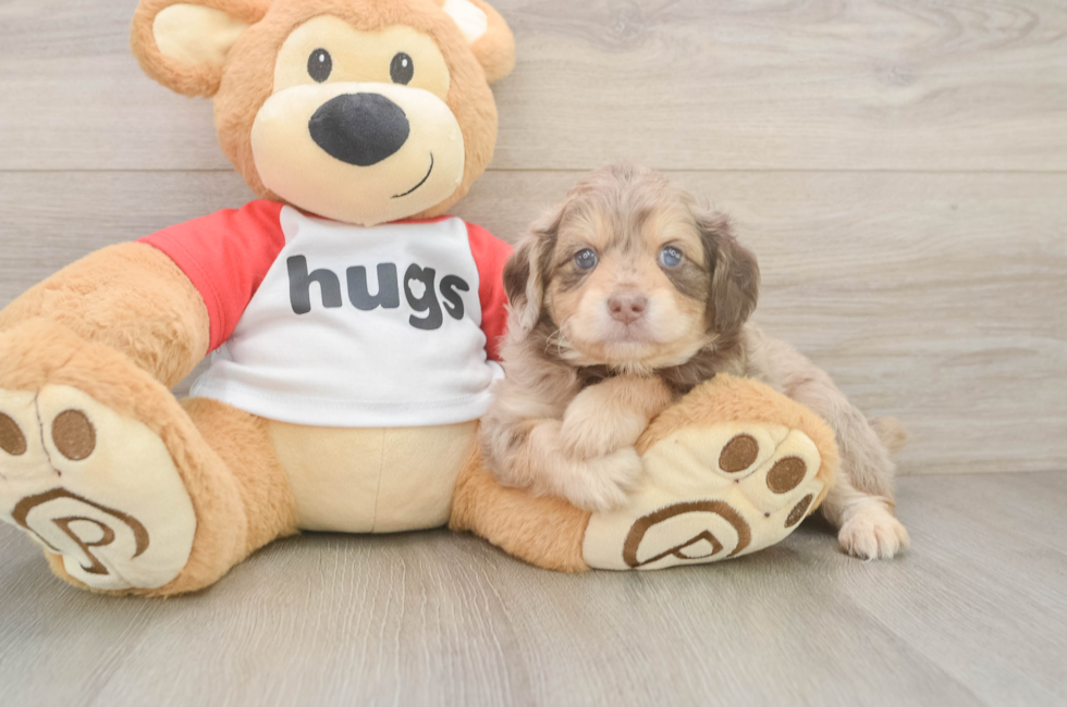 6 week old Mini Aussiedoodle Puppy For Sale - Simply Southern Pups
