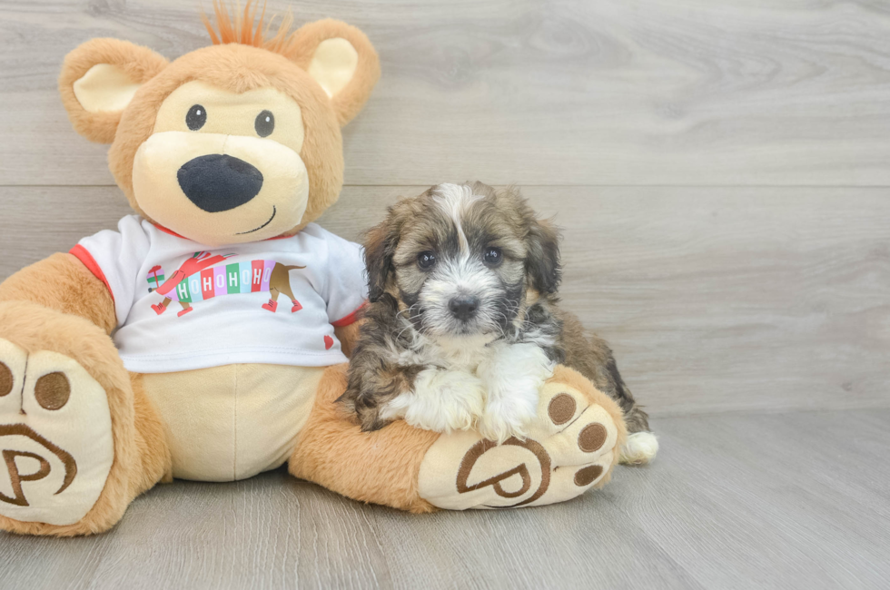 5 week old Mini Aussiedoodle Puppy For Sale - Simply Southern Pups