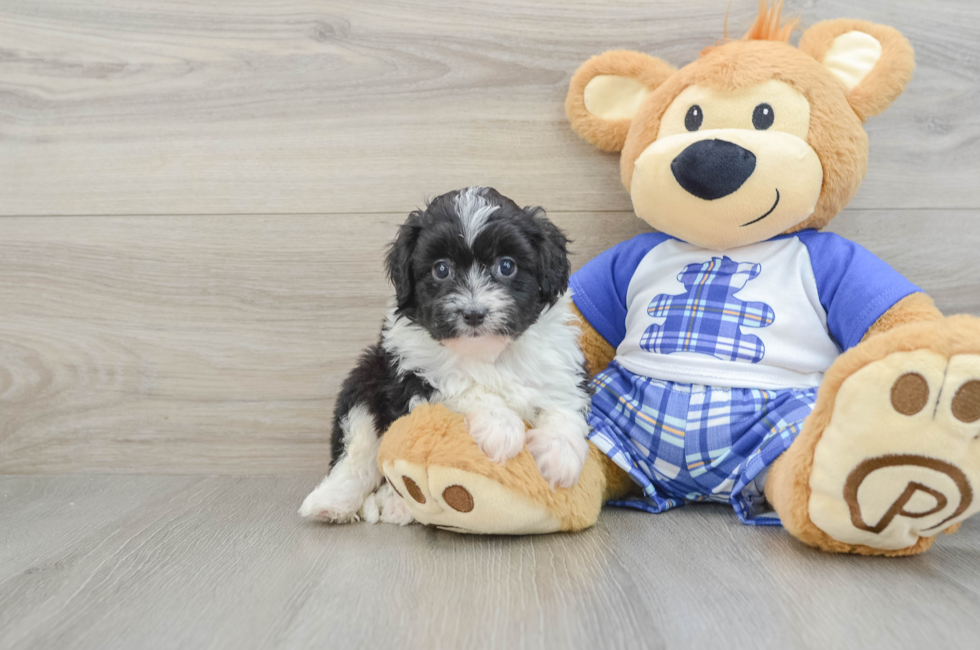 6 week old Mini Aussiedoodle Puppy For Sale - Simply Southern Pups