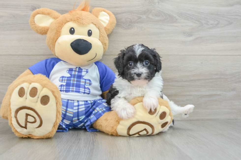 Sweet Mini Aussiedoodle Baby