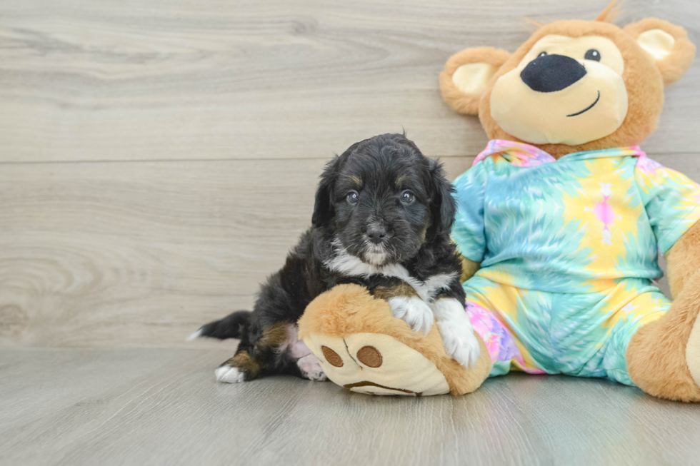 Mini Aussiedoodle Pup Being Cute