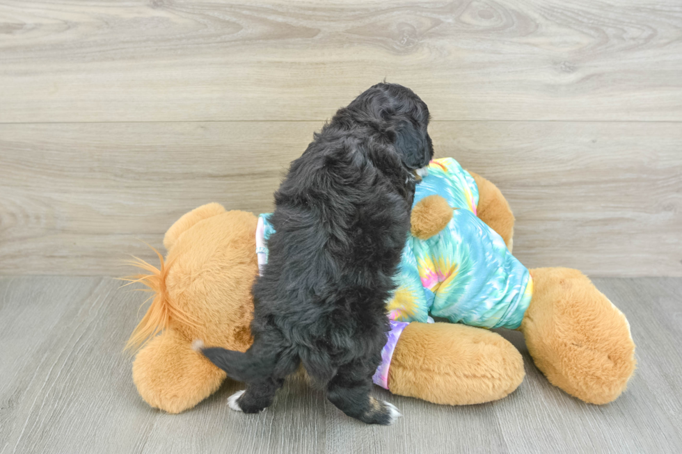 Best Mini Aussiedoodle Baby