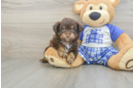 Energetic Aussie Poo Poodle Mix Puppy