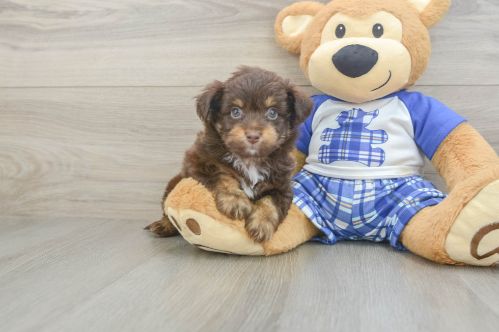 Energetic Aussie Poo Poodle Mix Puppy
