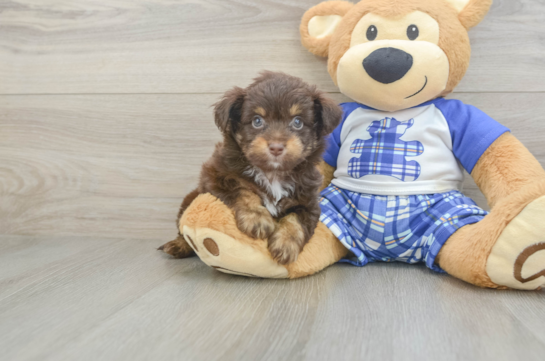 Energetic Aussie Poo Poodle Mix Puppy