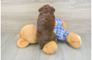 Best Mini Aussiedoodle Baby