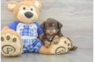Mini Aussiedoodle Puppy for Adoption