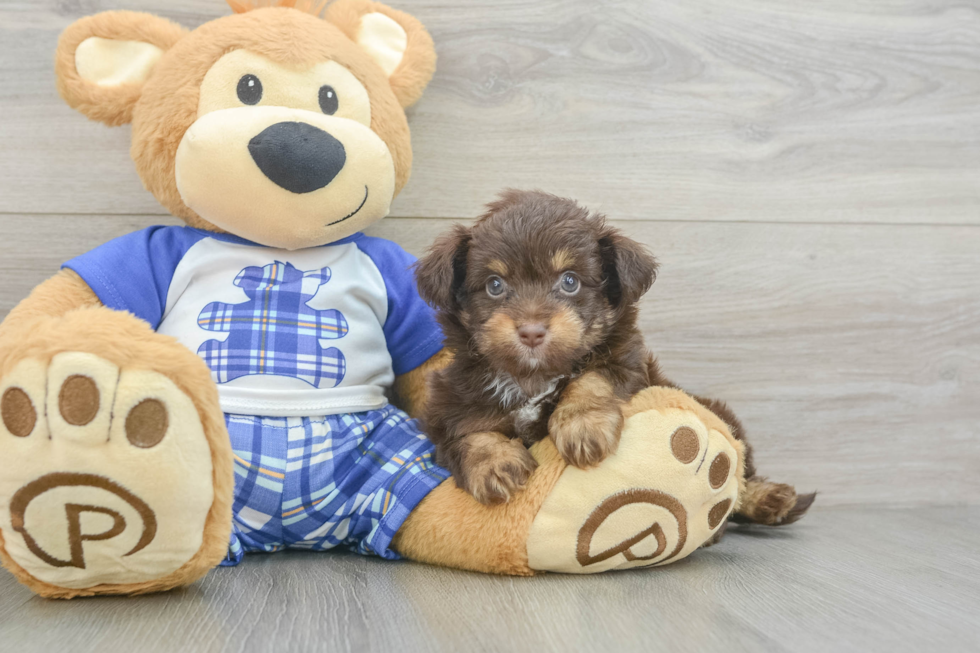 Mini Aussiedoodle Puppy for Adoption