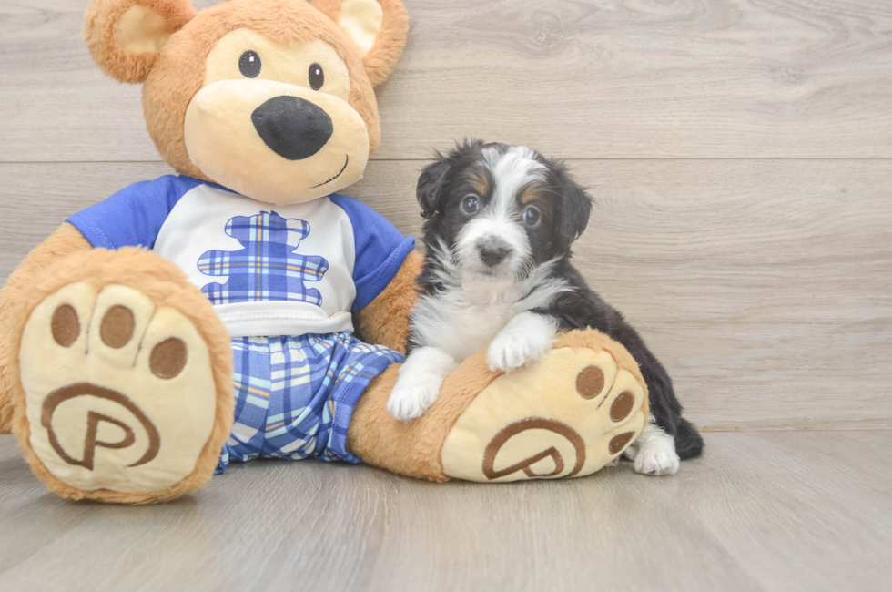 5 week old Mini Aussiedoodle Puppy For Sale - Simply Southern Pups