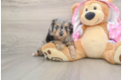 Best Mini Aussiedoodle Baby