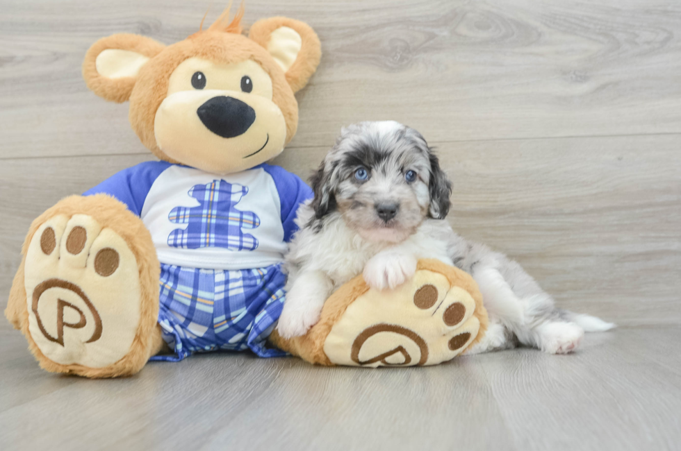 6 week old Mini Aussiedoodle Puppy For Sale - Simply Southern Pups