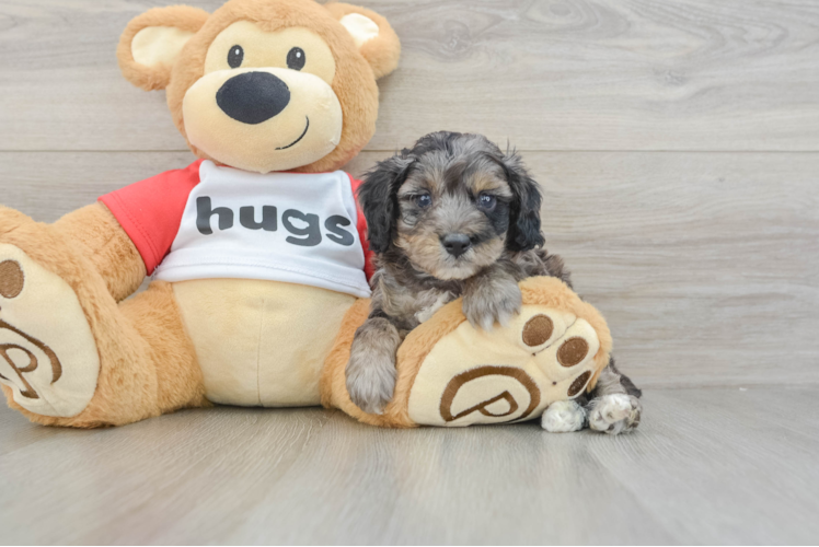 Mini Aussiedoodle Pup Being Cute