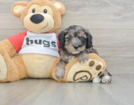 9 week old Mini Aussiedoodle Puppy For Sale - Simply Southern Pups