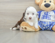 8 week old Mini Aussiedoodle Puppy For Sale - Simply Southern Pups