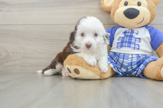Mini Aussiedoodle Pup Being Cute