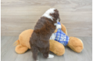 Best Mini Aussiedoodle Baby
