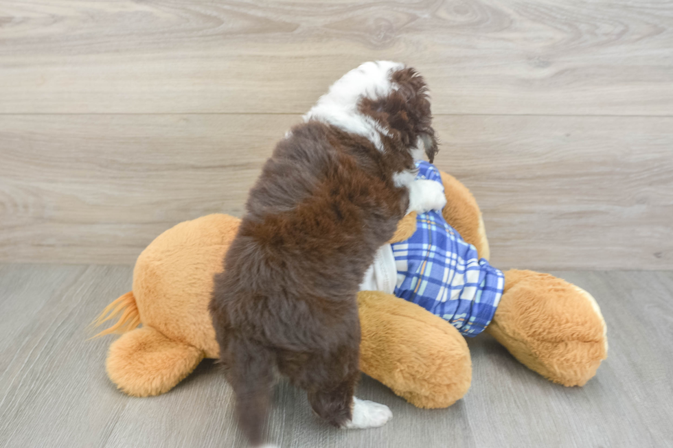 Best Mini Aussiedoodle Baby