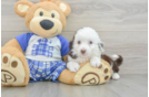 Mini Aussiedoodle Pup Being Cute