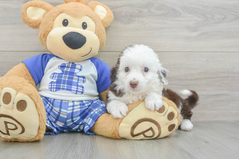 Mini Aussiedoodle Pup Being Cute