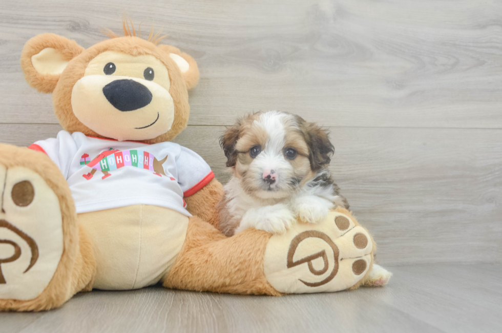 5 week old Mini Aussiedoodle Puppy For Sale - Simply Southern Pups