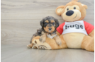 Mini Aussiedoodle Puppy for Adoption
