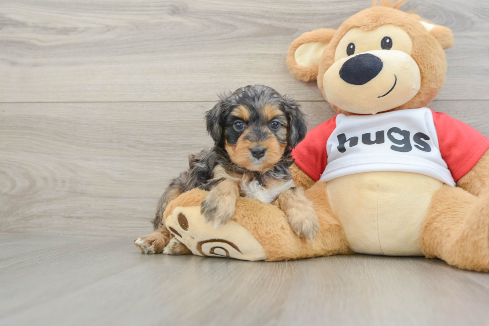 Mini Aussiedoodle Puppy for Adoption