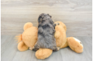 Mini Aussiedoodle Pup Being Cute