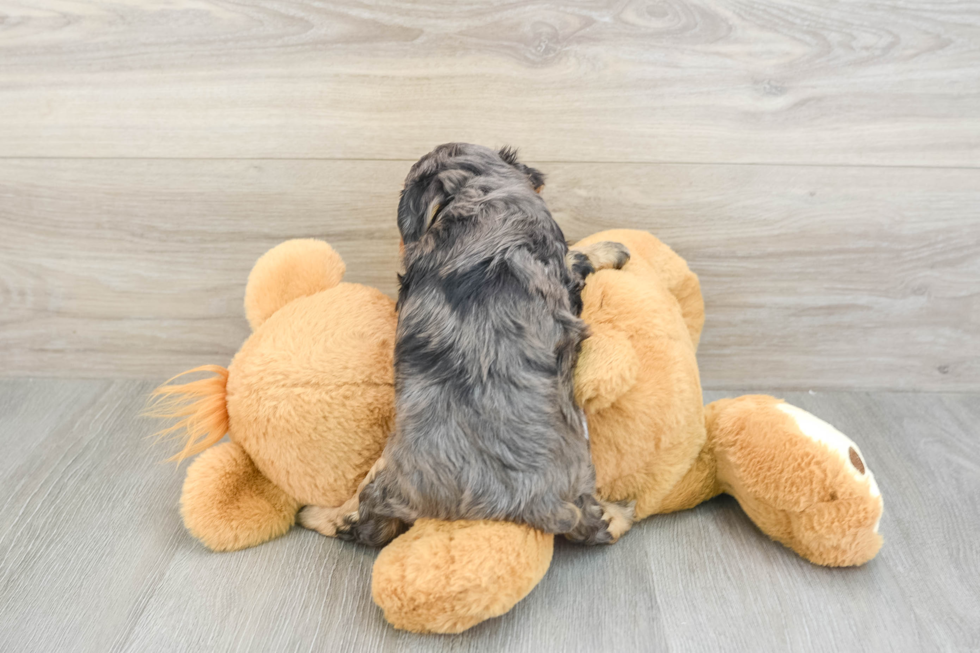 Mini Aussiedoodle Pup Being Cute