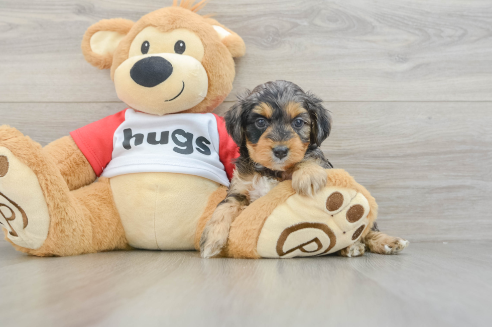 Best Mini Aussiedoodle Baby